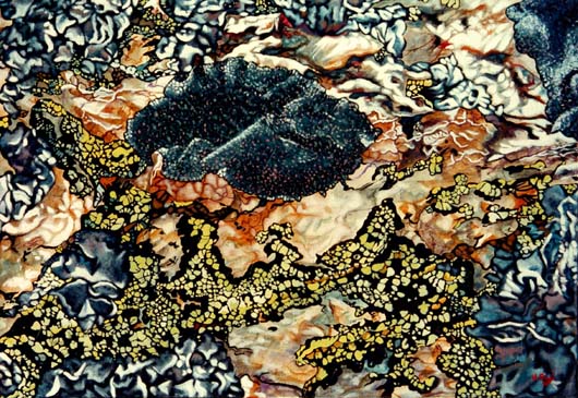 Lichens de rocher
